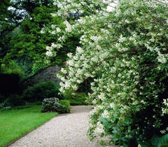 Arbust ornamental - Iasomie de gradina - Philadelphus Lemoniei - ghiveci- Aqua Flowers