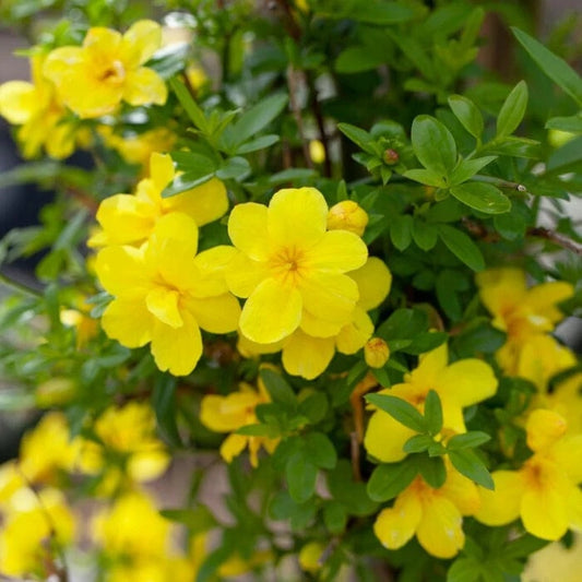 Arbust ornamental - Iasomie de Iarna - Jasminum Nudiflorum - ghiveci 2L - Aqua Flowers