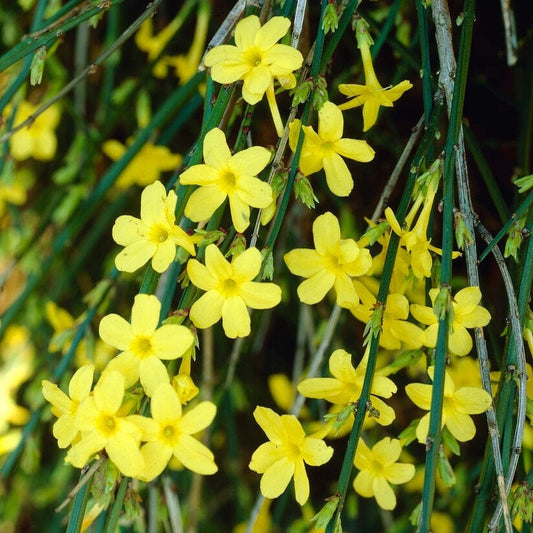 Arbust ornamental - Iasomie de Iarna - Jasminum Nudiflorum - ghiveci 2L - Aqua Flowers