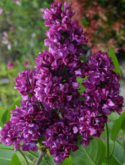 Arbust ornamental - Liliac Charles Joly - ghiveci 2L - inaltime la livrare 70-90cm - Aqua Flowers