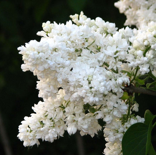 Arbust ornamental - Liliac SYRINGA-Monique Lemoine - ghiveci 2L - inaltime la livrare 70-90cm - Aqua Flowers