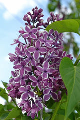 Arbust ornamental - Liliac Sensation - ghiveci 2L - inaltime la livrare 70-90cm - Aqua Flowers