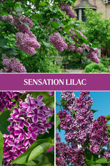 Arbust ornamental - Liliac Sensation - ghiveci 2L - inaltime la livrare 70-90cm - Aqua Flowers