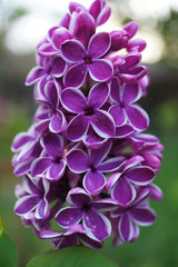 Arbust ornamental - Liliac Sensation - ghiveci 2L - inaltime la livrare 70-90cm - Aqua Flowers
