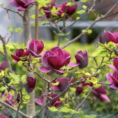 Arbust ornamental - Magnolia Genie - Ghiveci - Aqua Flowers