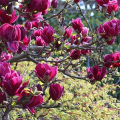 Arbust ornamental - Magnolia Genie - Ghiveci - Aqua Flowers