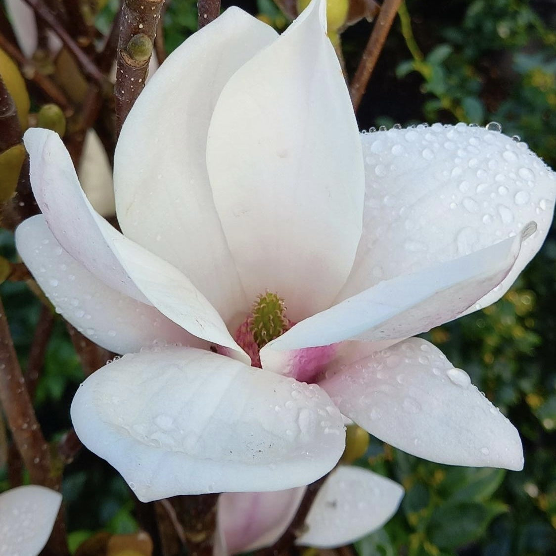 Arbust ornamental - Magnolia Soulangeana Alba Superba - Ghiveci - Aqua Flowers