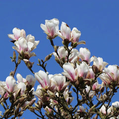 Arbust ornamental - Magnolia Soulangeana Alba Superba - Ghiveci - Aqua Flowers