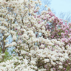 Arbust ornamental - Magnolia Soulangeana Alba Superba - Ghiveci - Aqua Flowers