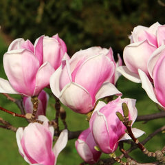Arbust ornamental - Magnolia Soulangeana Alexandrina - Ghiveci - Aqua Flowers