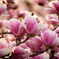 Arbust ornamental - Magnolia Soulangeana Alexandrina - Ghiveci - Aqua Flowers