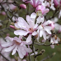 Arbust ornamental - Magnolia Stellata Rosea - Ghiveci - Aqua Flowers