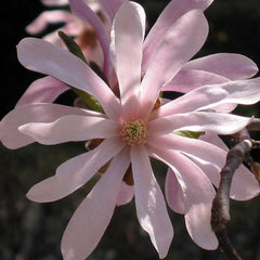Arbust ornamental - Magnolia Stellata Rosea - Ghiveci - Aqua Flowers