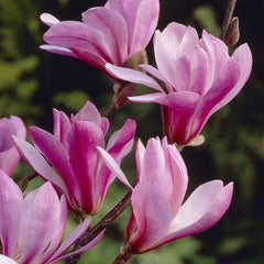 Arbust ornamental - Magnolia - Susan - ghiveci 2L - Aqua Flowers
