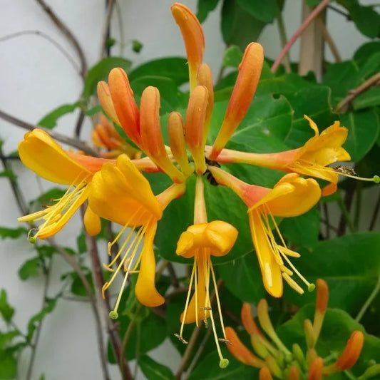 Arbust ornamental - Mana Maicii Domnului / Caprifoi Lonicera Copper Beauty - Ghiveci - Aqua Flowers