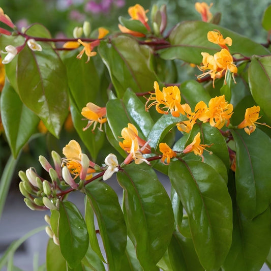 Arbust ornamental - Mana Maicii Domnului / Caprifoi Lonicera Copper Beauty - Ghiveci - Aqua Flowers