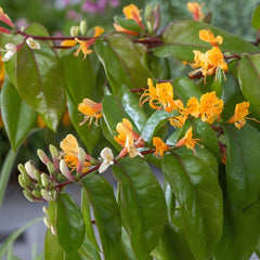 Arbust ornamental - Mana Maicii Domnului / Caprifoi Lonicera Copper Beauty - Ghiveci - Aqua Flowers