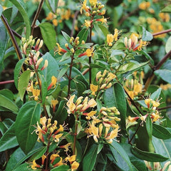 Arbust ornamental - Mana Maicii Domnului / Caprifoi Lonicera Copper Beauty - Ghiveci - Aqua Flowers