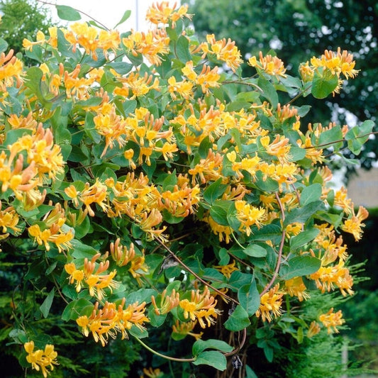 Arbust ornamental - Mana Maicii Domnului / Caprifoi Lonicera Henryi Copper - Ghiveci - Aqua Flowers