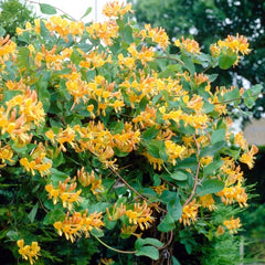 Arbust ornamental - Mana Maicii Domnului / Caprifoi Lonicera Henryi Copper - Ghiveci - Aqua Flowers