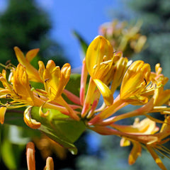 Arbust ornamental - Mana Maicii Domnului / Caprifoi Lonicera Henryi Copper - Ghiveci - Aqua Flowers