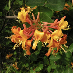 Arbust ornamental - Mana Maicii Domnului / Caprifoi Lonicera Mandarin - Ghiveci - Aqua Flowers
