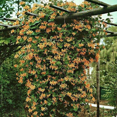 Arbust ornamental - Mana Maicii Domnului / Caprifoi Lonicera Mandarin - Ghiveci - Aqua Flowers