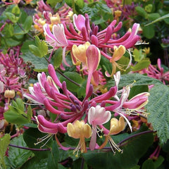 Arbust ornamental - Mana Maicii Domnului / Caprifoi Lonicera Pink - Ghiveci - Aqua Flowers