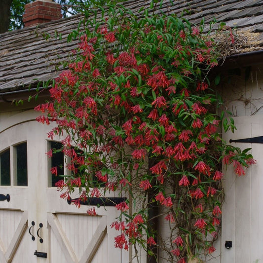 Arbust ornamental - Mana Maicii Domnului / Caprifoi Lonicera Scarlet - Ghiveci - Aqua Flowers