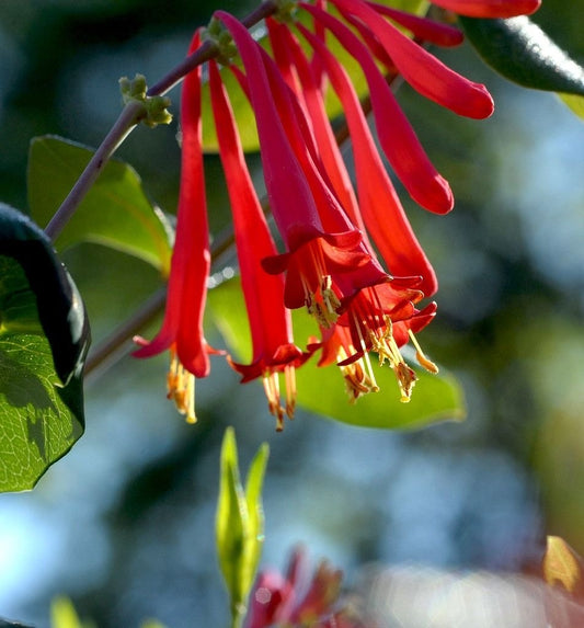 Arbust ornamental - Mana Maicii Domnului / Caprifoi Lonicera Scarlet - Ghiveci - Aqua Flowers
