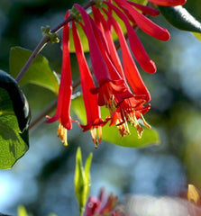 Arbust ornamental - Mana Maicii Domnului / Caprifoi Lonicera Scarlet - Ghiveci - Aqua Flowers