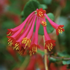 Arbust ornamental - Mana Maicii Domnului / Caprifoi Lonicera Scarlet - Ghiveci - Aqua Flowers