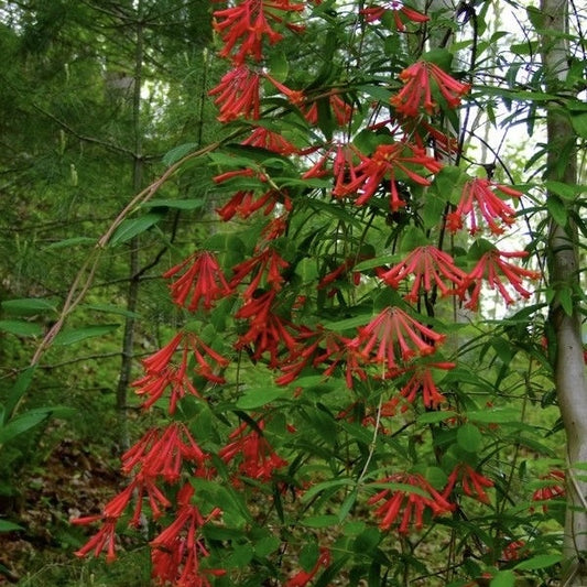 Mana Maicii Domnului / Caprifoi Lonicera Scarlet - Ghiveci - inaltime la livrare 60 - 70 cm