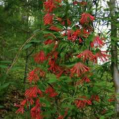 Arbust ornamental - Mana Maicii Domnului / Caprifoi Lonicera Scarlet - Ghiveci - Aqua Flowers