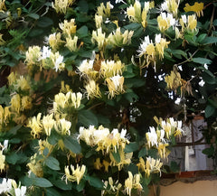 Arbust ornamental - Mana Maicii Domnului / Ever Green - Ghiveci 2L - Aqua Flowers