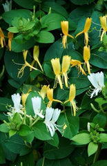 Arbust ornamental - Mana Maicii Domnului / Ever Green - Ghiveci 2L - Aqua Flowers
