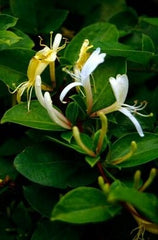 Arbust ornamental - Mana Maicii Domnului / Ever Green - Ghiveci 2L - Aqua Flowers