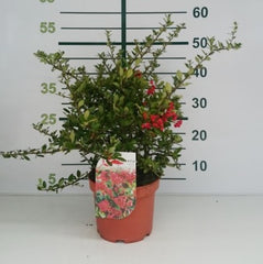 Arbust ornamental - Pyracantha coccinea ‘Red Column’ - Ghiveci 2L - Aqua Flowers