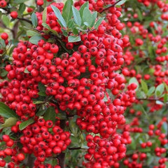 Arbust ornamental - Pyracantha coccinea ‘Red Column’ - Ghiveci 2L - Aqua Flowers