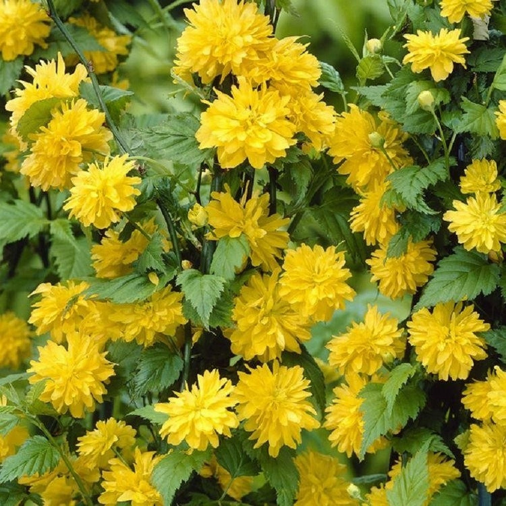 Arbust ornamental - Teisor - Kerria Japonica - ghiveci P9 - Aqua Flowers
