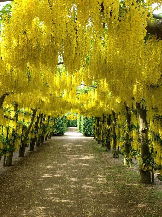 Arbust ornamental - Wisteria Galbena - Yeloow - Ghiveci 2L - Aqua Flowers