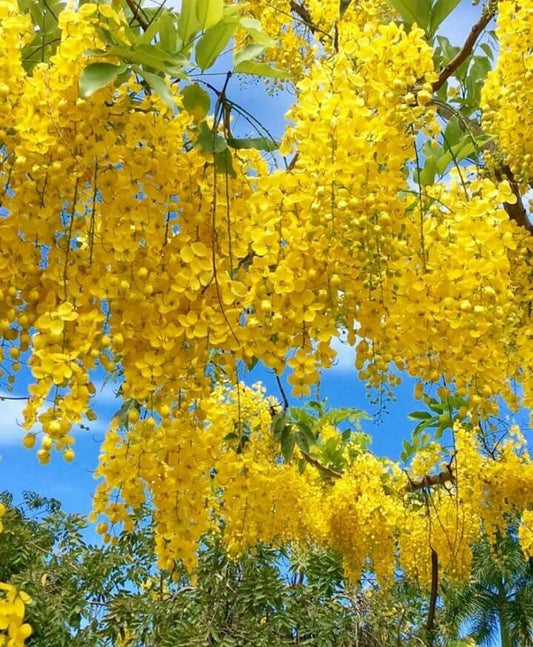 Arbust ornamental - Wisteria Galbena - Yeloow - Ghiveci 2L - Aqua Flowers