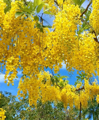 Arbust ornamental - Wisteria Galbena - Yeloow - Ghiveci 2L - Aqua Flowers