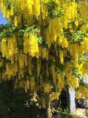 Arbust ornamental - Wisteria Galbena - Yeloow - Ghiveci 2L - Aqua Flowers