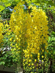 Arbust ornamental - Wisteria Galbena - Yeloow - Ghiveci 2L - Aqua Flowers