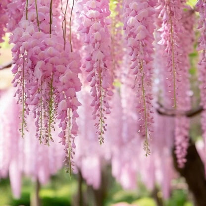 Arbust ornamental - Wisteria - Glicina - Pink Sinensis