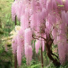 Arbust ornamental - Wisteria - Glicina - Pink Sinensis