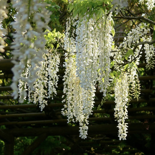Arbust ornamental - Wisteria - Glicina - White Sinensis