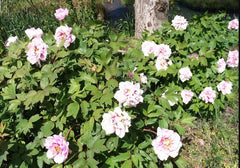 Arbust ornamental - Yin Hong Qiao Dui (Silver Red) - Aqua Flowers