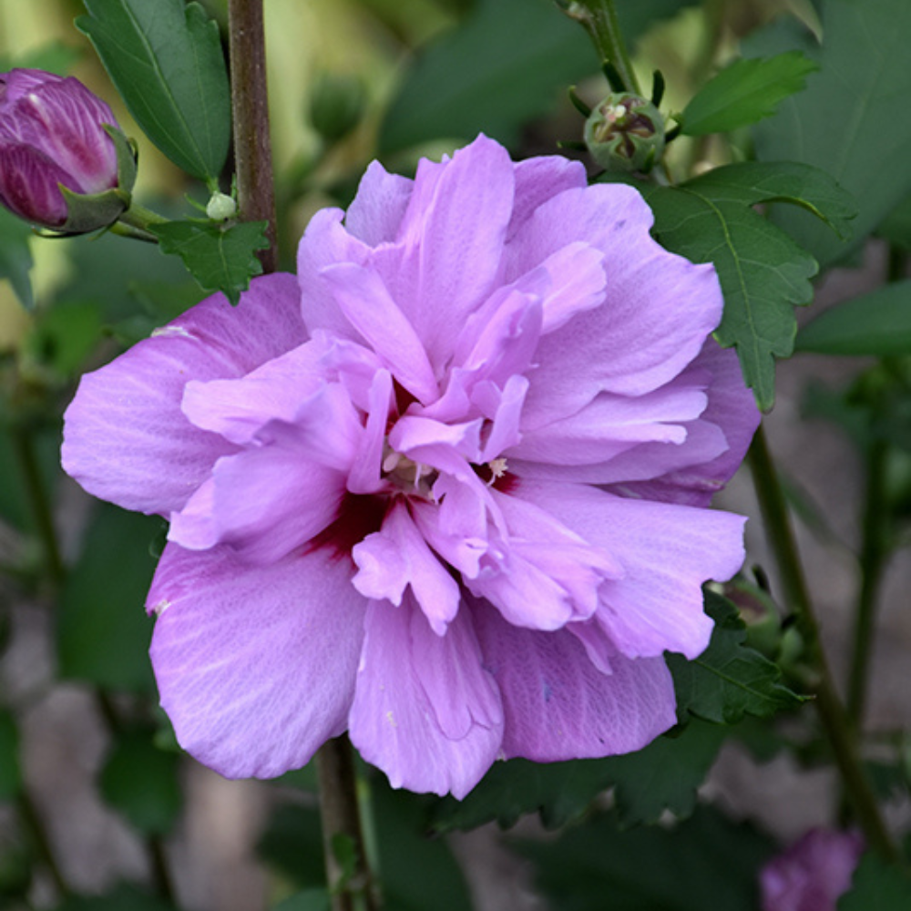 Arbust ornamental - Hibiscus Syriacus Ardens - Ghiveci 3L - Aqua Flowers